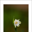 스노우드롭 이미지