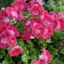 꽃이 좋아 이미지