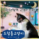드럼통고양이 이미지