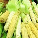 옥수수(CORN)의효능 이미지