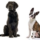 GOOD LIFE DOG 이미지