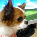 치와와 둥지 이미지