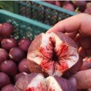 푸른농산 이미지