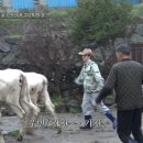 팜팜
