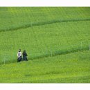 대절농장 이미지