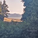 Chateau 관광호텔 | 부르고뉴 고성 샤토 호텔 조식, 크레망 드 부르고뉴와 손님으로 찾아온 사슴