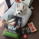 퍼피맘마 | 퍼피 사료 추천, 하림펫푸드 더리얼 그레인프리 크런치 닭고기 퍼피 사료 3개월 급여 찐 후기