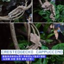 (주) 제비 소프트 | 팬텀프라푸치노란? 카푸치노×릴리×팬텀 도마뱀 조합 완전 분석(7편)