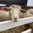 가고파밸리 | &lt;켄싱턴&gt; 가족과 가기 좋은 설악밸리 &#39;루체른&#39; 숙소 후기(또 가고파!)