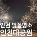 무인60 | [인천대공원] 인천 벚꽃 야경 명소 🌸 야간 벚꽃 후기｜4월10일 금요일 8시 실시간 (축제정보)
