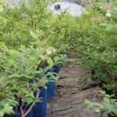 기특이네 농장 이미지