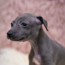 대성특수견 이미지