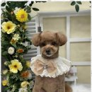 우리집강아지 애견미용 이미지