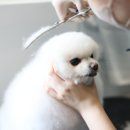 튼튼애견미용 | 내 반려견처럼 사랑으로 보살피는 대전 발라당, 애견미용 후기
