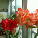 플라워레코드