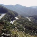 주천면 벚꽃길 이미지