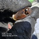 엔진 | 🛴엔진 킥보드 수리 후기