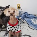 까미랑 몽이 이미지