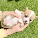 청산동물병원 | 웰시코기분양가격 궁금한 정보 모두 알려드립니다!