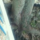 사랑의연리근 이미지