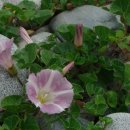 공곶이해변 이미지