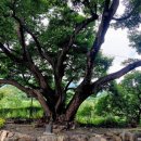 상리저수지 이미지