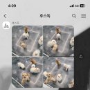 후스독 이미지
