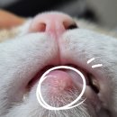 우리고양이 | 우리 집 고양이가 선택한 사료, 솔직 후기 내돈내산