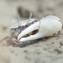 흰발농게 Milky Fiddler Crab * 농게 Sand crab 이미지