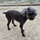 도리앤펫 이미지