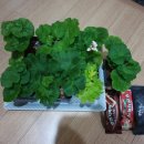 라라나르샤