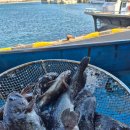 서준활어 이미지