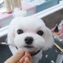 몽쭈쭈 네이버블로그