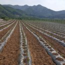 이보다 더 간단한 매듭이 있을까요? Pipe 고정 초스피드 매듭법 🌾 이미지