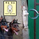 쿠노야