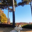 오늘도 신나개 이미지