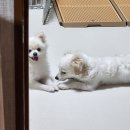 [강아지 물티슈] 내돈내산&lt;순둥이와 댕댕이 베이직&gt;깨끗하게 맑게 자신있게! (생닭발된 후기)