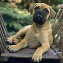 멍멍선생 이미지