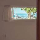 제주라일락 이미지