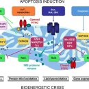 cell death를 일으키는 미토콘드리아 기능의 손상지점 - membrane permeablization 이미지