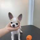 다녀오개 이미지