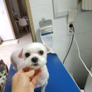 미미펫살롱 네이버블로그