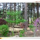 푸른숲캠핑장 이미지