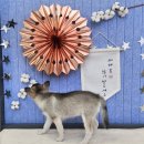펫웨이브 동물의료센터 | 펫웨이브 동물의료센터에 다녀왔지요 ^^