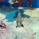 씨죤 | 여수여행 _ 대가족Ver.