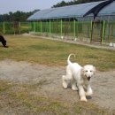 카사노바에리켄넬 이미지