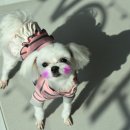 빛나펫살롱 이미지