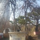오해피팜 네이버블로그