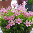 추억정원 이미지