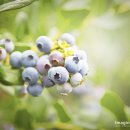 라원농장 이미지